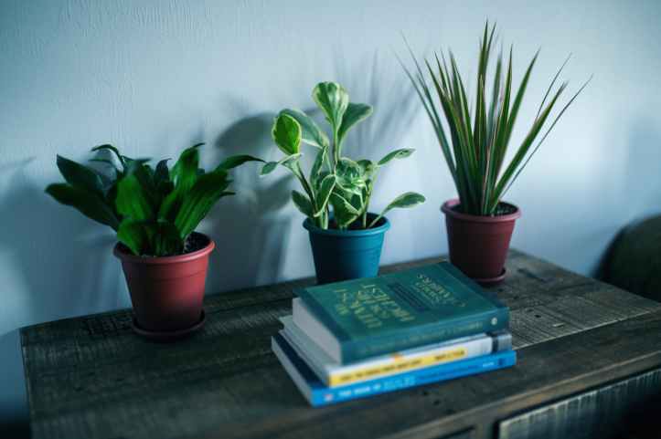 photo of houseplants near books